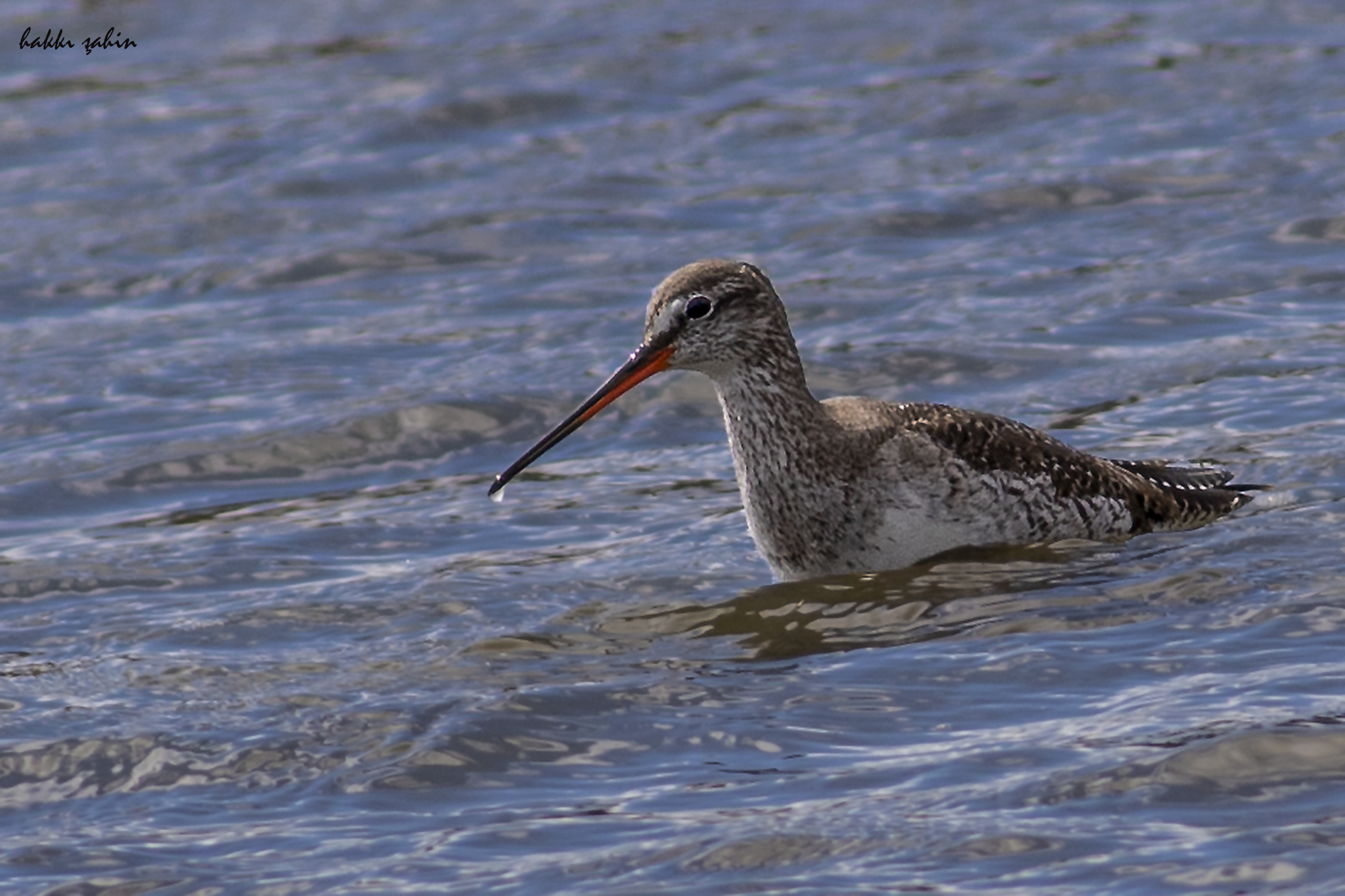 Spotted Redshank